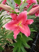 [5309 Cabella No02.JPG]